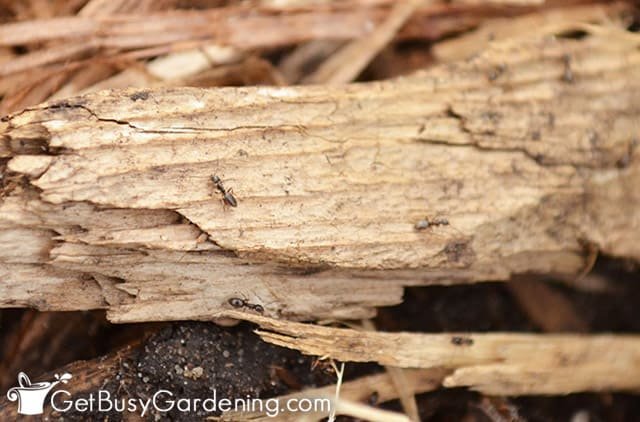 Should I Kill Ants in My Garden? What You Need to Know