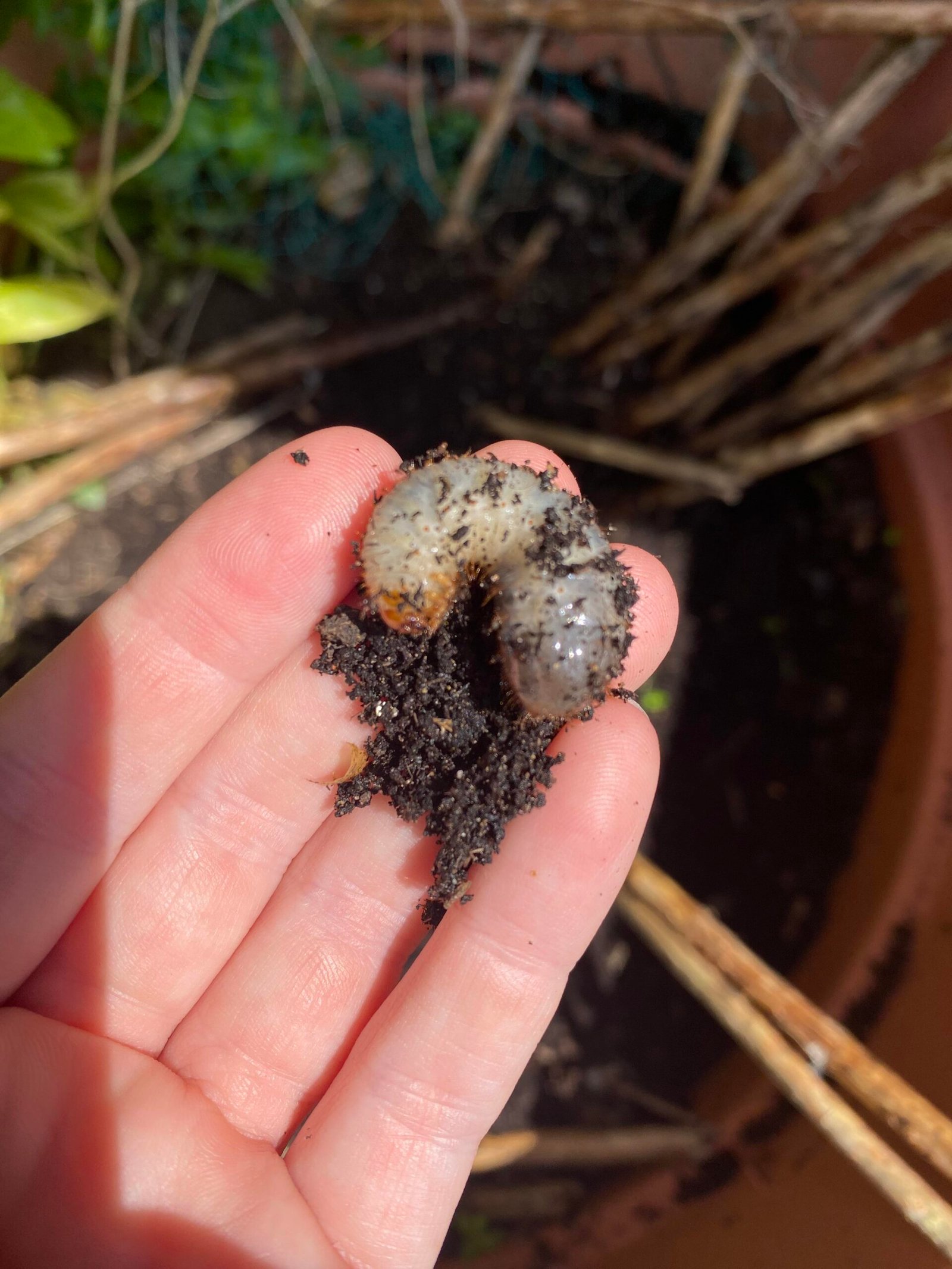 How to Get Rid of Grubs in Garden: Proven Natural and Effective Methods