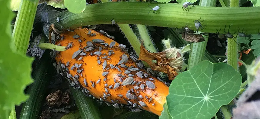 How to Get Rid of Squash Bugs in the Garden: Effective Natural and Organic Control Tips